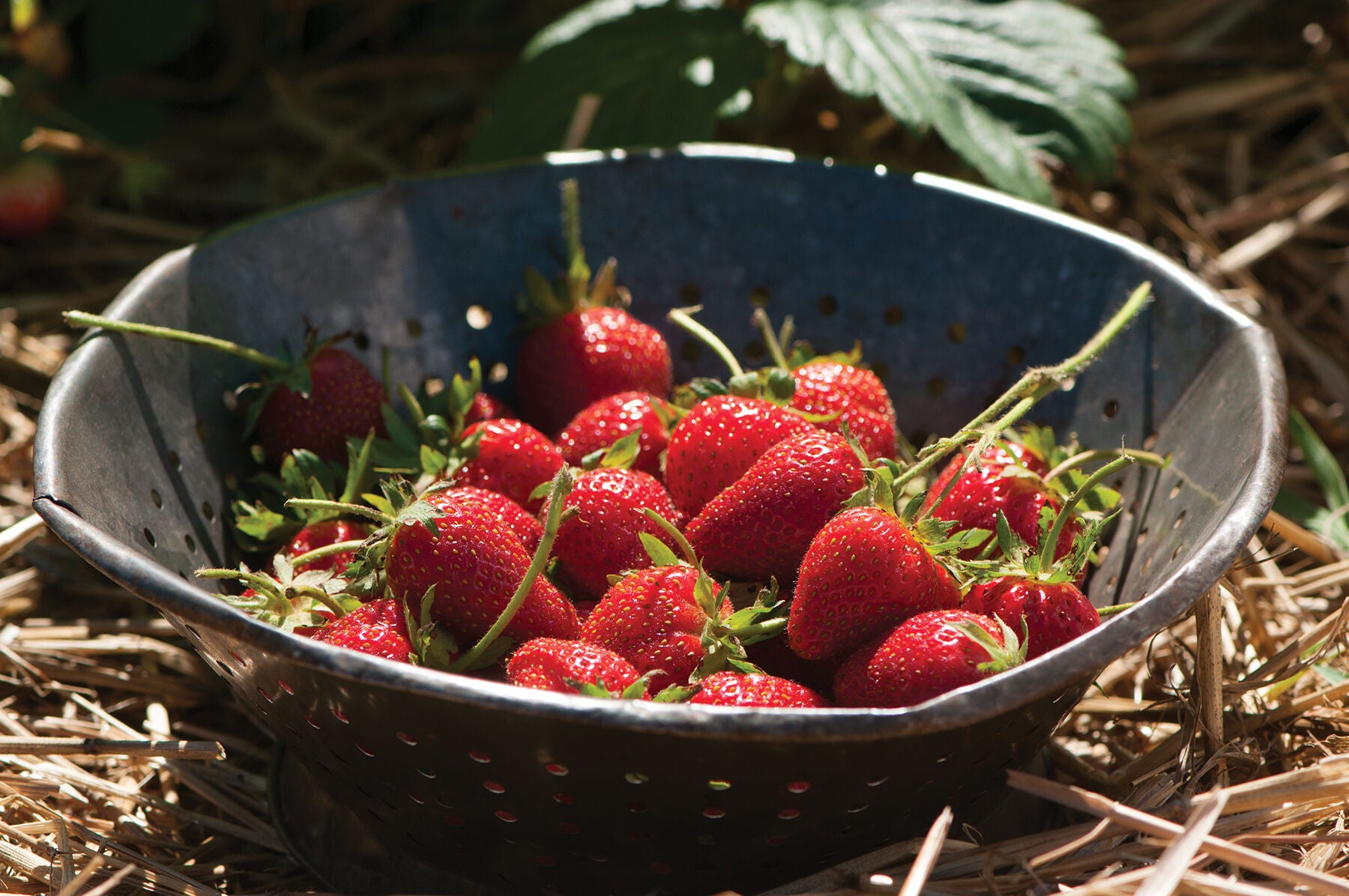 Elan – Strawberry Seed